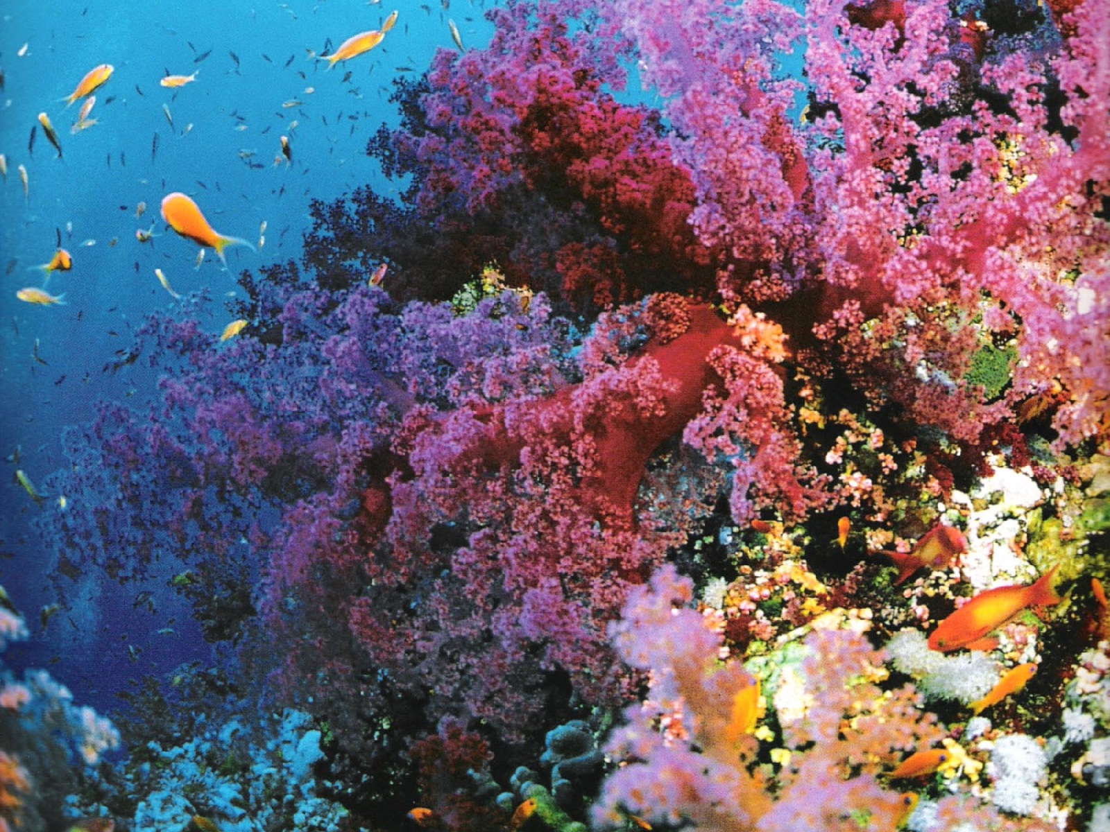 https://mdw-travel-data-us-east-1.s3.amazonaws.com/img/country/Australia/The-Great-Barrier-Reef/img_02.jpg