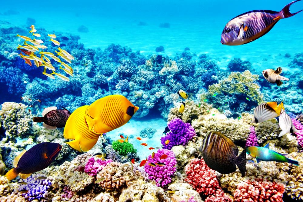 https://mdw-travel-data-us-east-1.s3.amazonaws.com/img/country/Australia/The-Great-Barrier-Reef/img_03.jpg