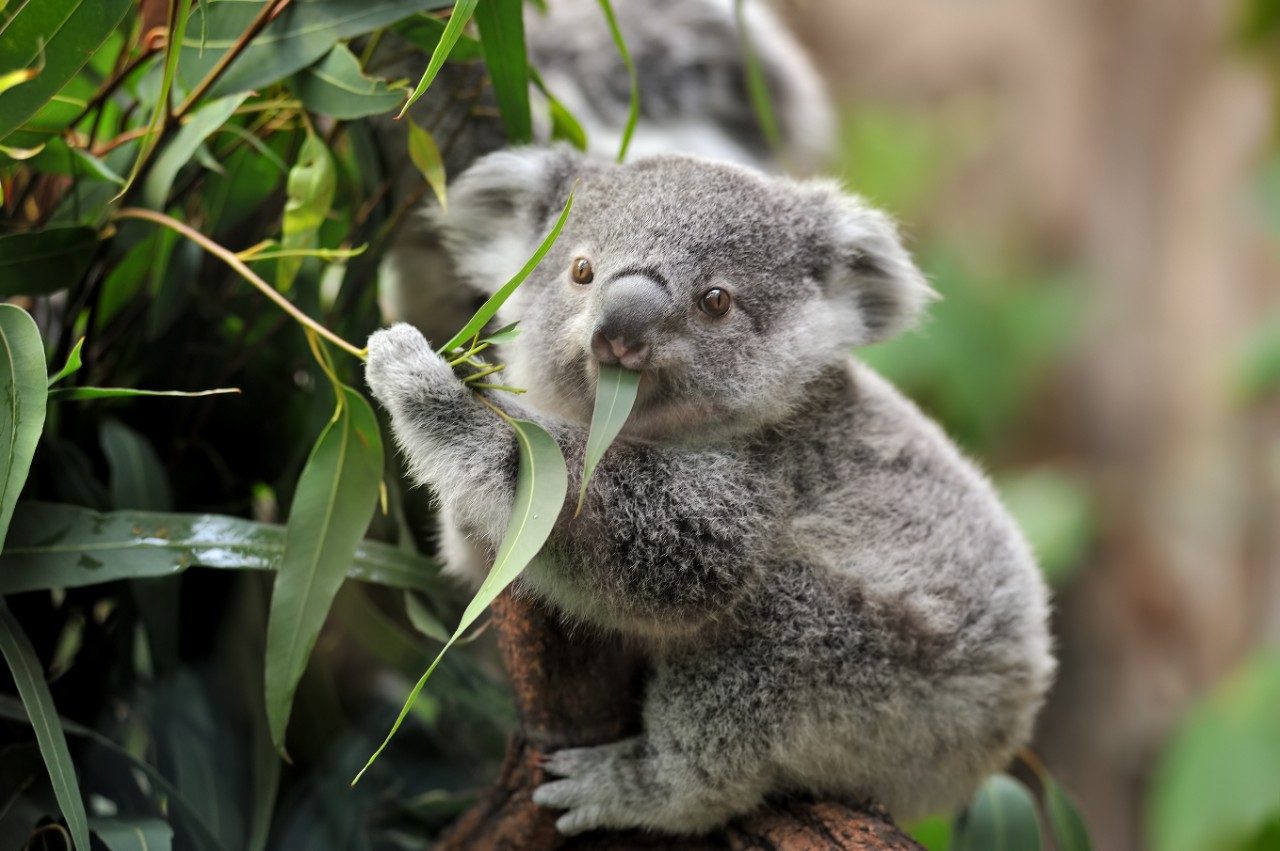 https://mdw-travel-data-us-east-1.s3.amazonaws.com/img/country/Australia/The-Rainforest-Habitat-Wildlife-Sanctuary/img_02.jpg