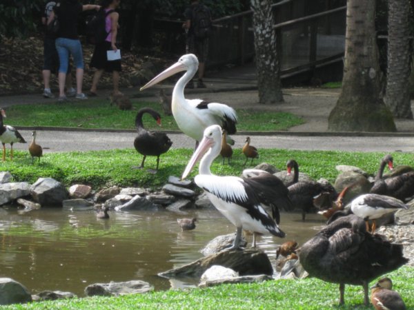https://mdw-travel-data-us-east-1.s3.amazonaws.com/img/country/Australia/The-Rainforest-Habitat-Wildlife-Sanctuary/img_03.jpg