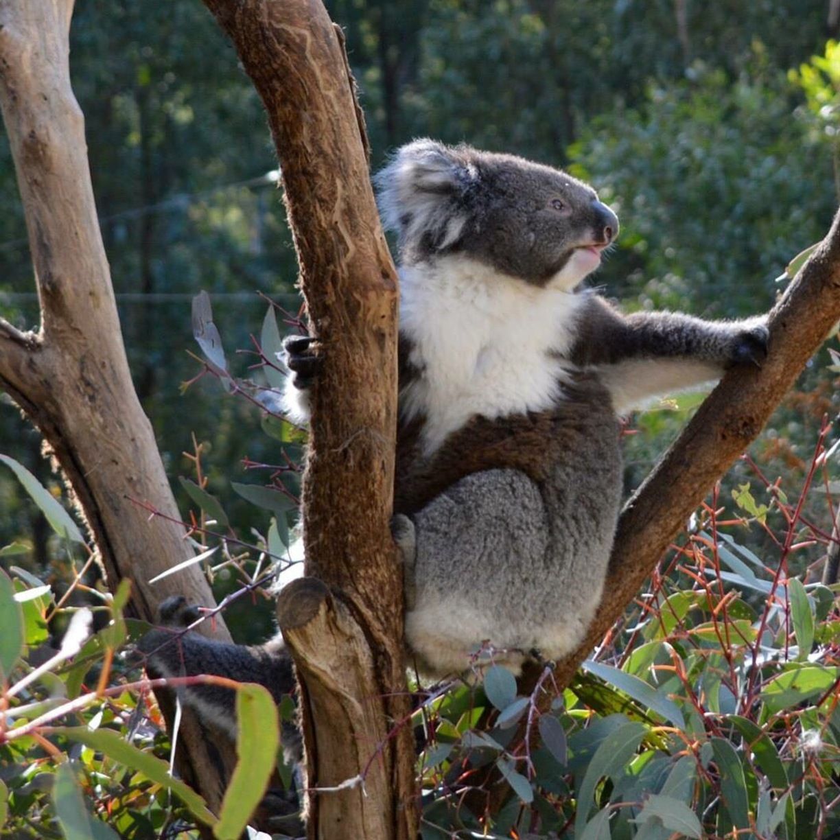 https://mdw-travel-data-us-east-1.s3.amazonaws.com/img/country/Australia/Tidbinbilla-Nature-Reserve/img_00.jpg