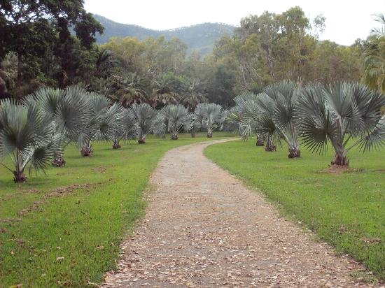 https://mdw-travel-data-us-east-1.s3.amazonaws.com/img/country/Australia/Townsville-Palmetum/img_02.jpg