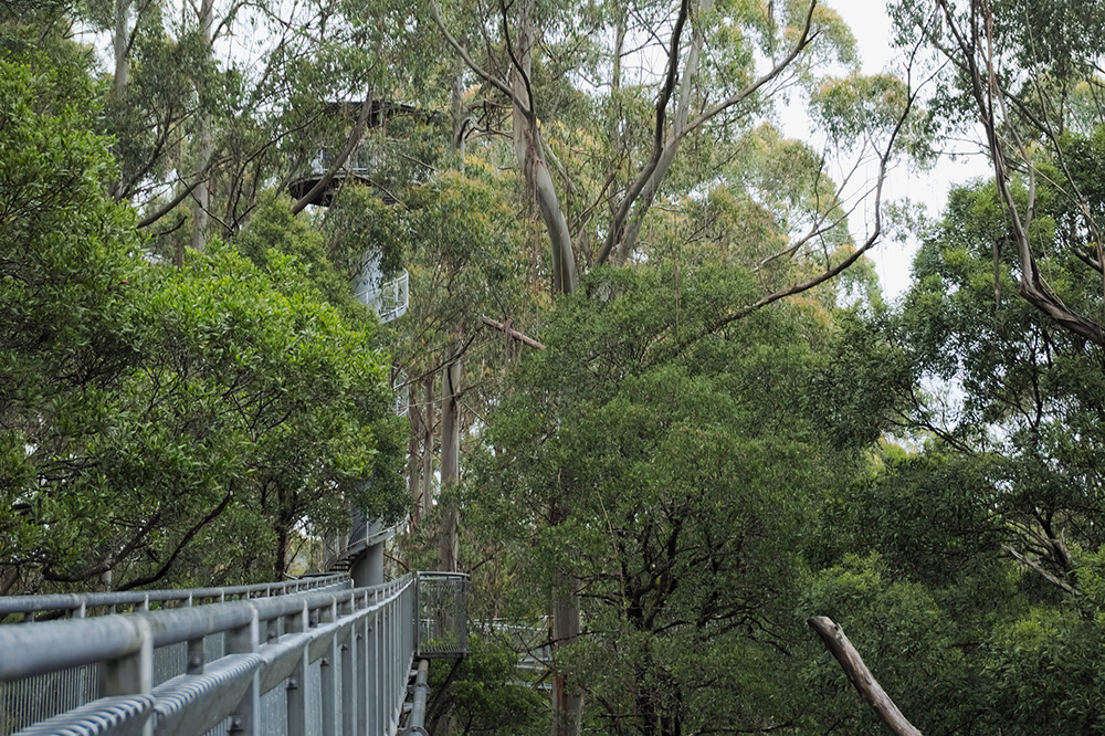 https://mdw-travel-data-us-east-1.s3.amazonaws.com/img/country/Australia/Tree-Top-Walk/img_02.jpg