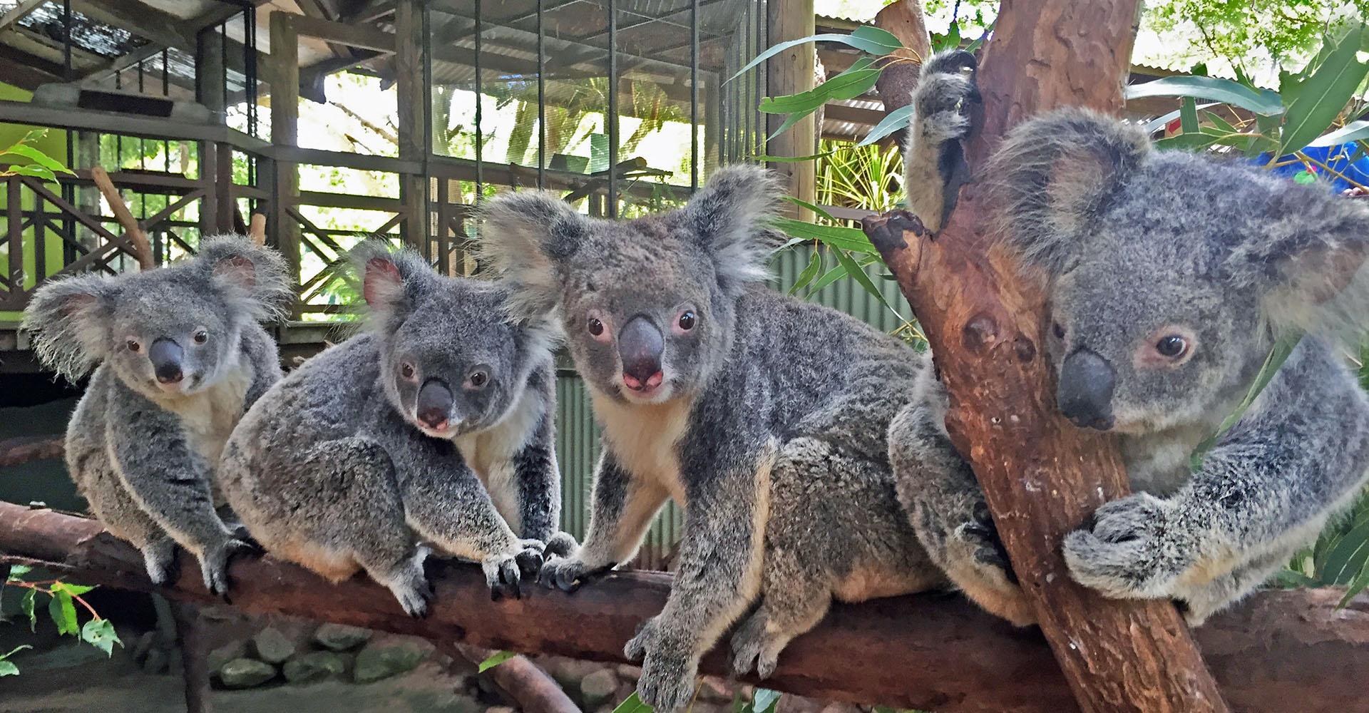 https://mdw-travel-data-us-east-1.s3.amazonaws.com/img/country/Australia/Tropic-Wings-Kuranda-Tours-and-Attractions/img_00.jpg