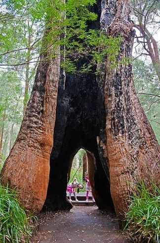 https://mdw-travel-data-us-east-1.s3.amazonaws.com/img/country/Australia/Valley-of-the-Giants-Tree-Top-Walk/img_01.jpg