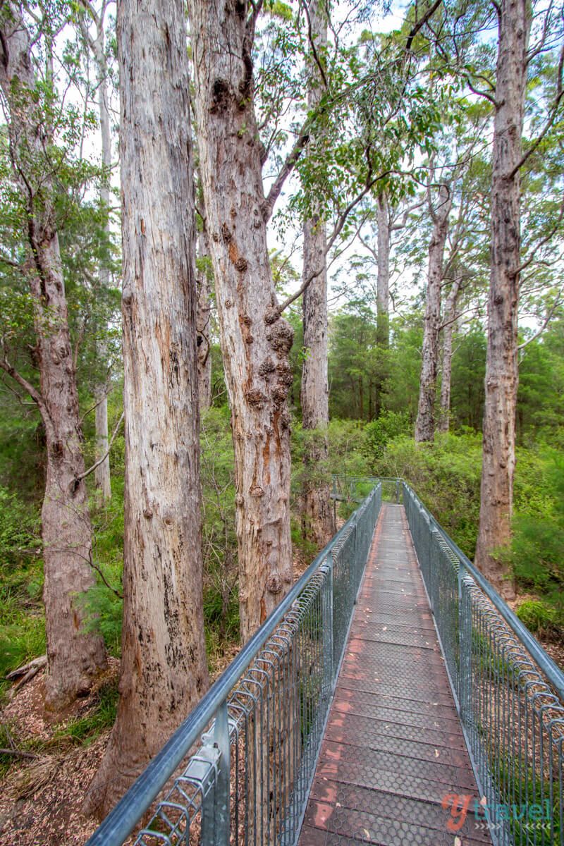 https://mdw-travel-data-us-east-1.s3.amazonaws.com/img/country/Australia/Valley-of-the-Giants-Tree-Top-Walk/img_03.jpg