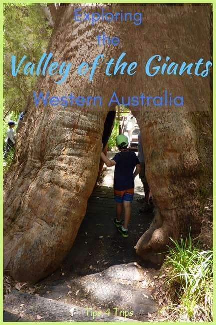 https://mdw-travel-data-us-east-1.s3.amazonaws.com/img/country/Australia/Valley-of-the-Giants/img_01.jpg