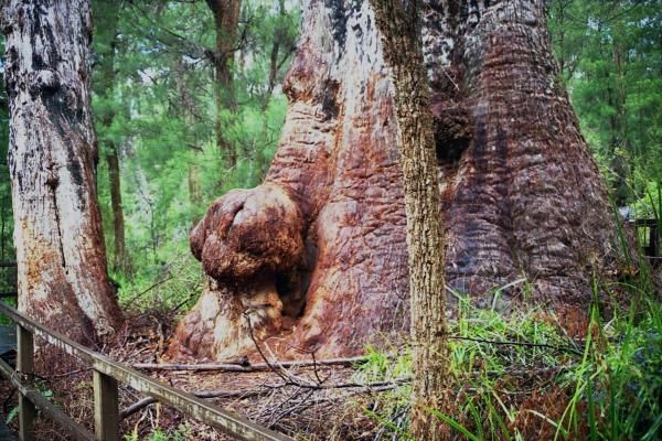 https://mdw-travel-data-us-east-1.s3.amazonaws.com/img/country/Australia/Valley-of-the-Giants/img_02.jpg