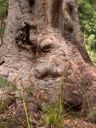 https://mdw-travel-data-us-east-1.s3.amazonaws.com/img/country/Australia/Valley-of-the-Giants/img_04.jpg