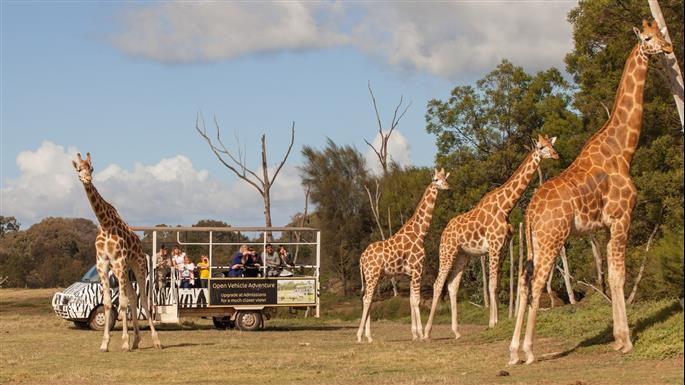 https://mdw-travel-data-us-east-1.s3.amazonaws.com/img/country/Australia/Werribee-Open-Range-Zoo/img_03.jpg