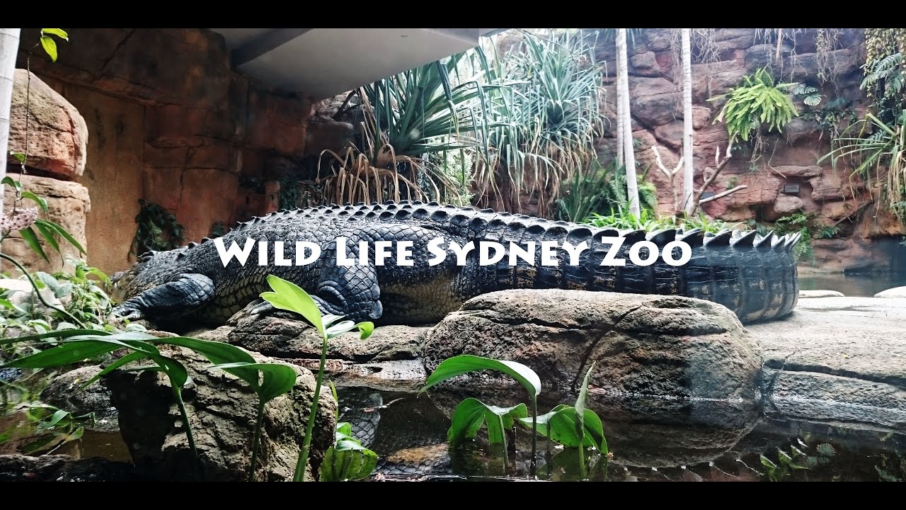 https://mdw-travel-data-us-east-1.s3.amazonaws.com/img/country/Australia/Wild-Life-Sydney-Zoo/img_03.jpg