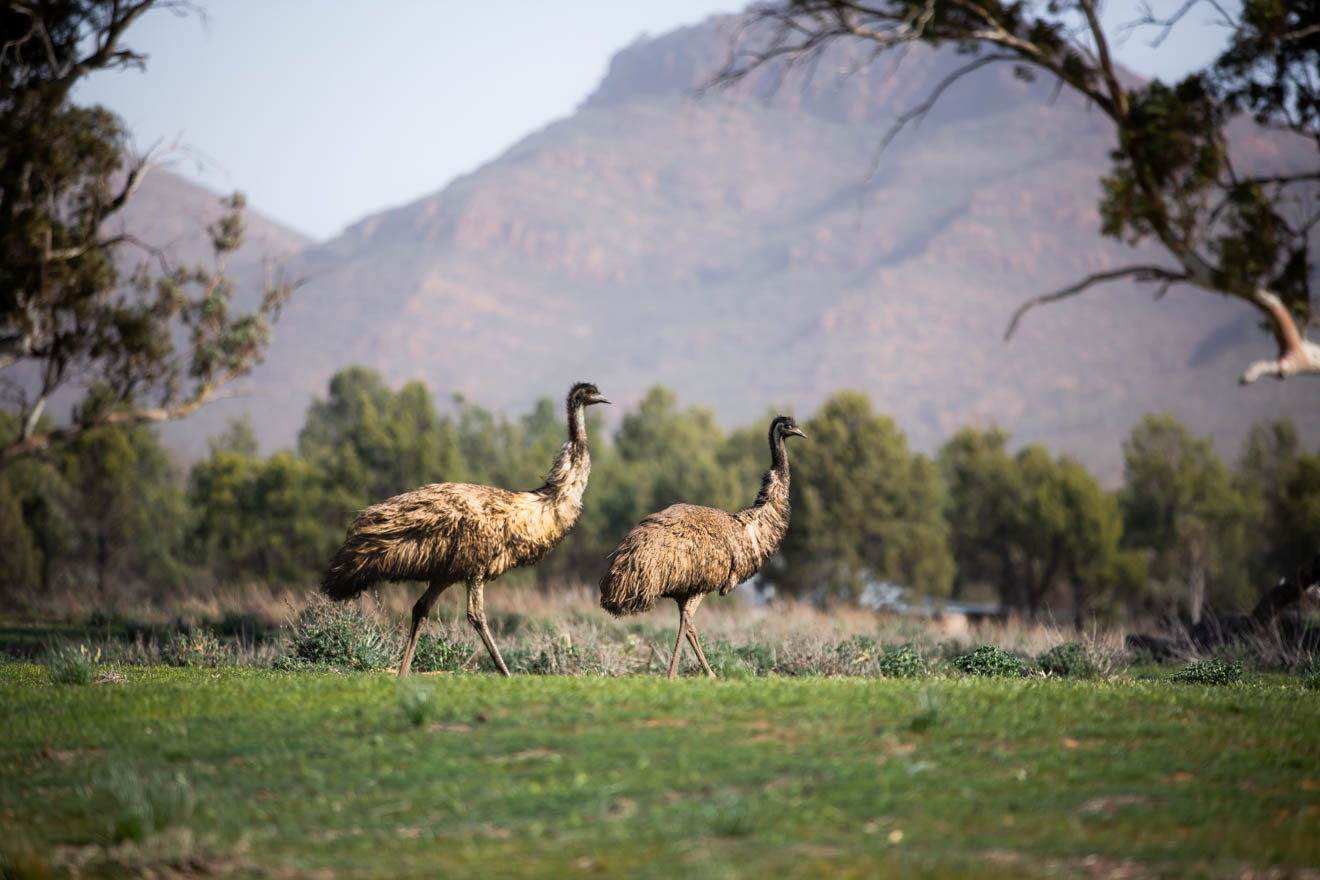 https://mdw-travel-data-us-east-1.s3.amazonaws.com/img/country/Australia/Wilpena-Pound/img_02.jpg