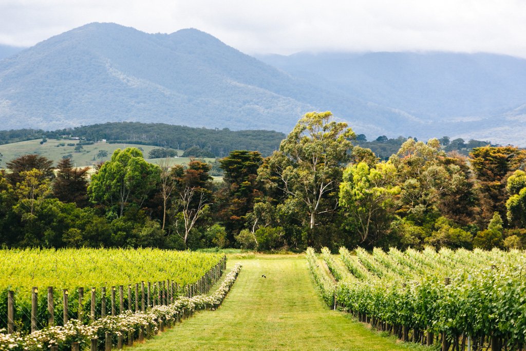 https://mdw-travel-data-us-east-1.s3.amazonaws.com/img/country/Australia/Yarra-Valley-Wineries/img_01.jpg