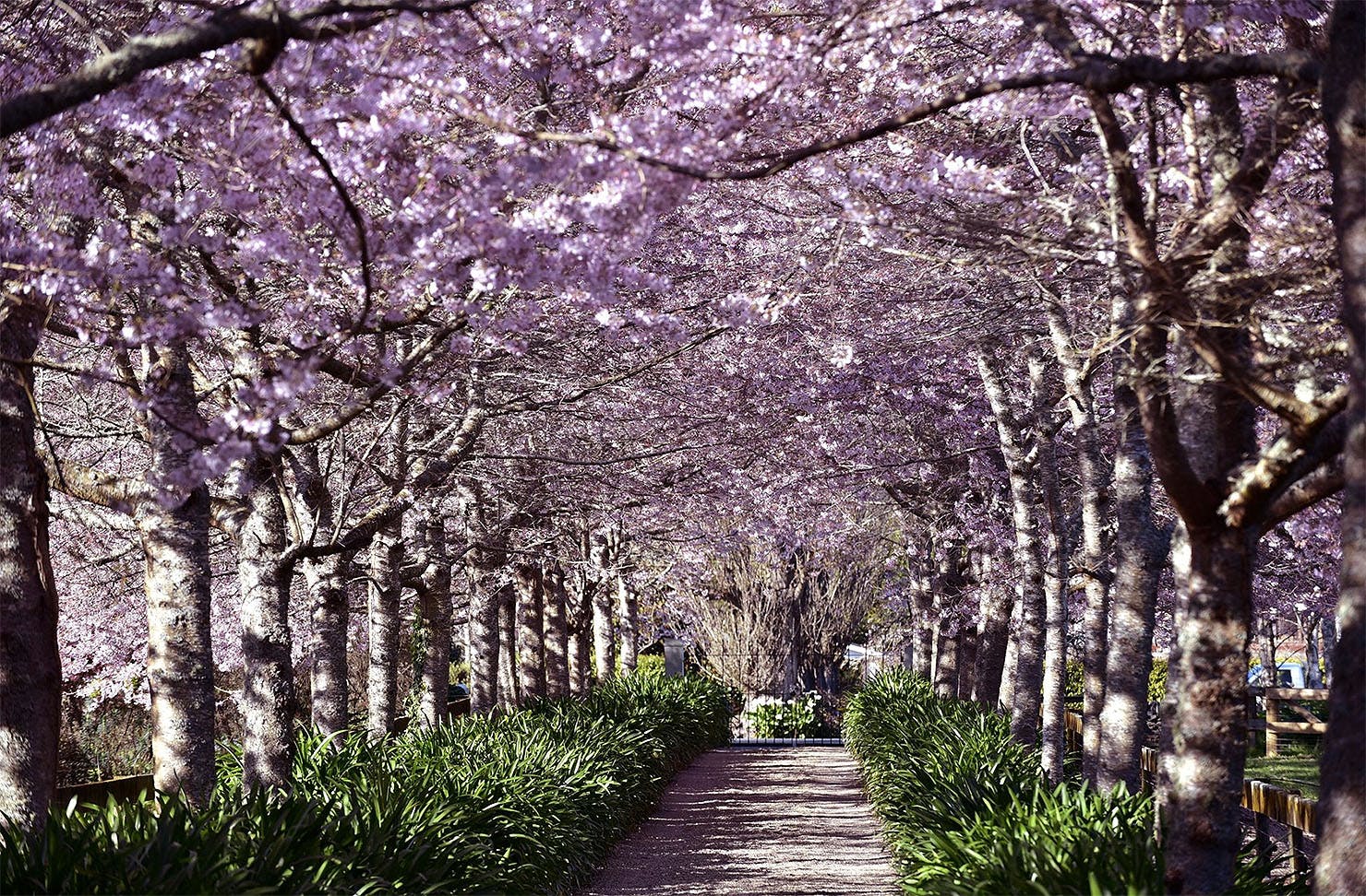 https://mdw-travel-data-us-east-1.s3.amazonaws.com/img/country/Australia/Young-Cherry-Blossom-Festival/img_01.jpg