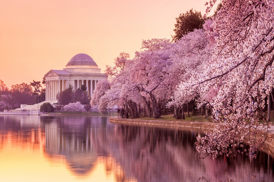 https://mdw-travel-data-us-east-1.s3.amazonaws.com/img/country/Australia/Young-Cherry-Blossom-Festival/img_02.jpg