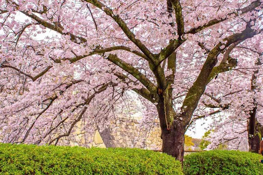 https://mdw-travel-data-us-east-1.s3.amazonaws.com/img/country/Australia/Young-Cherry-Blossom-Festival/img_03.jpg