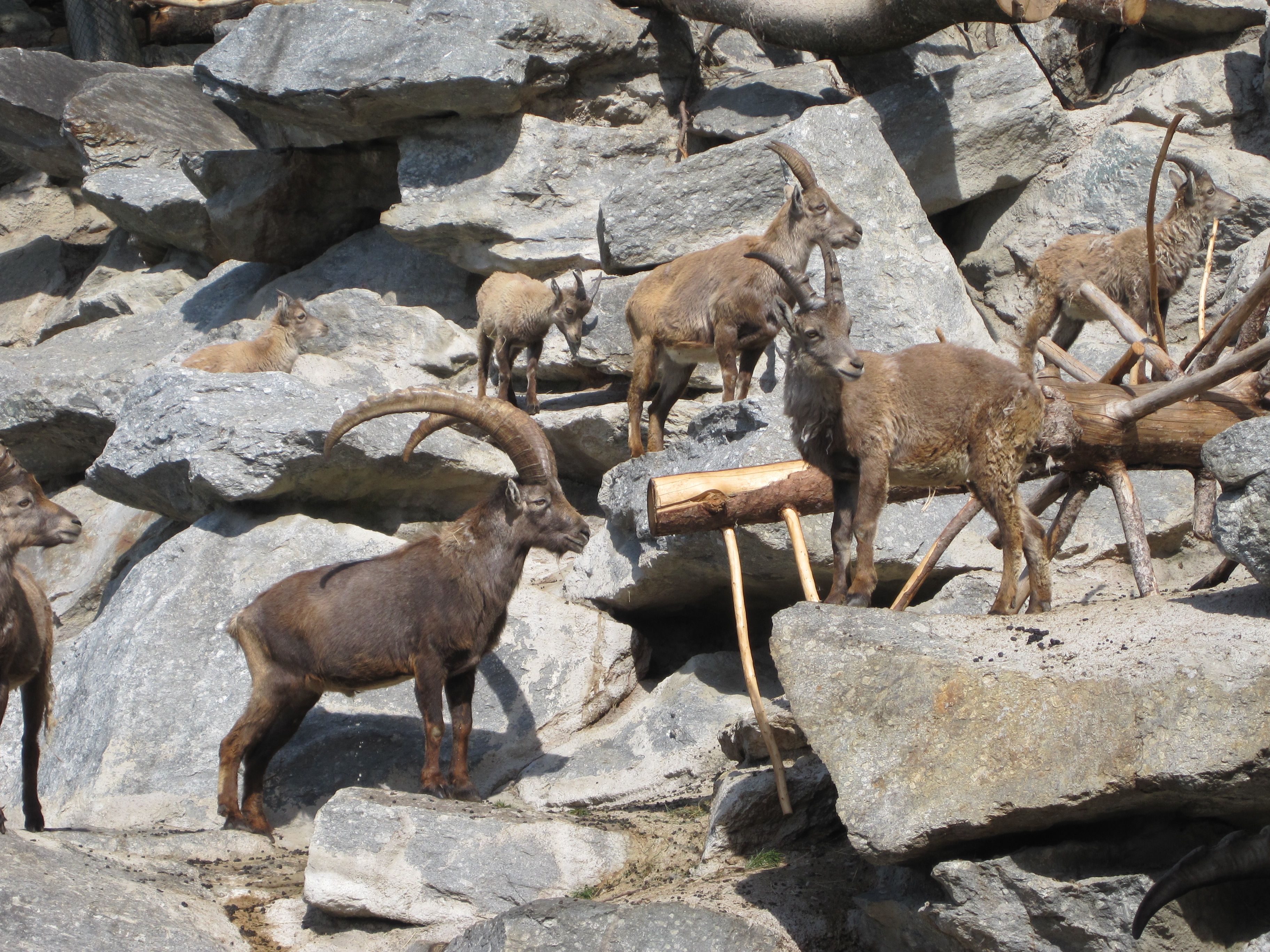 https://mdw-travel-data-us-east-1.s3.amazonaws.com/img/country/Austria/Alpine-Zoo-Innsbruck/img_03.jpg