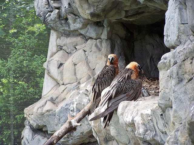 https://mdw-travel-data-us-east-1.s3.amazonaws.com/img/country/Austria/Alpine-Zoo-of-Pfander/img_01.jpg