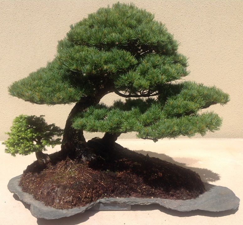 https://mdw-travel-data-us-east-1.s3.amazonaws.com/img/country/Austria/Bonsai-Museum/img_05.jpg
