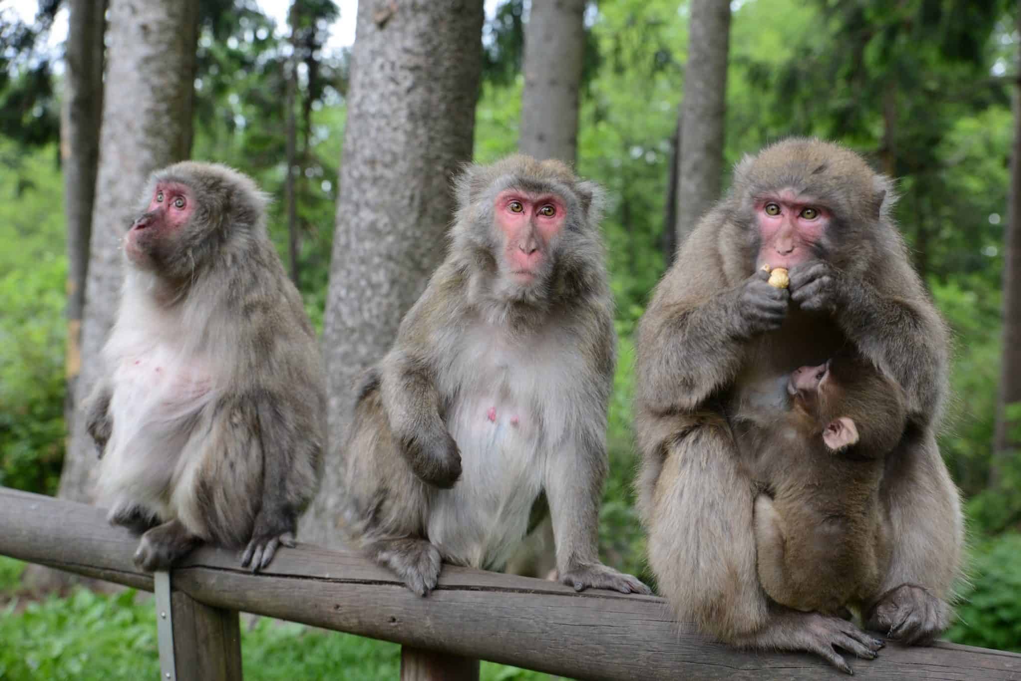https://mdw-travel-data-us-east-1.s3.amazonaws.com/img/country/Austria/Monkey-Mountain-Landskron/img_01.jpg