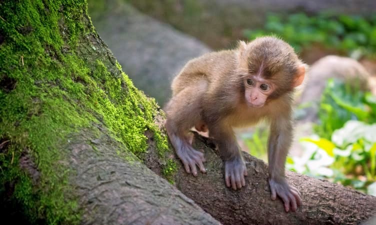 https://mdw-travel-data-us-east-1.s3.amazonaws.com/img/country/Austria/Monkey-Mountain-Landskron/img_02.jpg