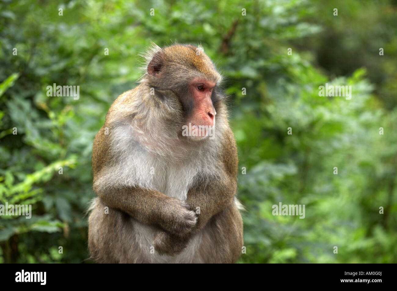 https://mdw-travel-data-us-east-1.s3.amazonaws.com/img/country/Austria/Monkey-Mountain-Landskron/img_03.jpg