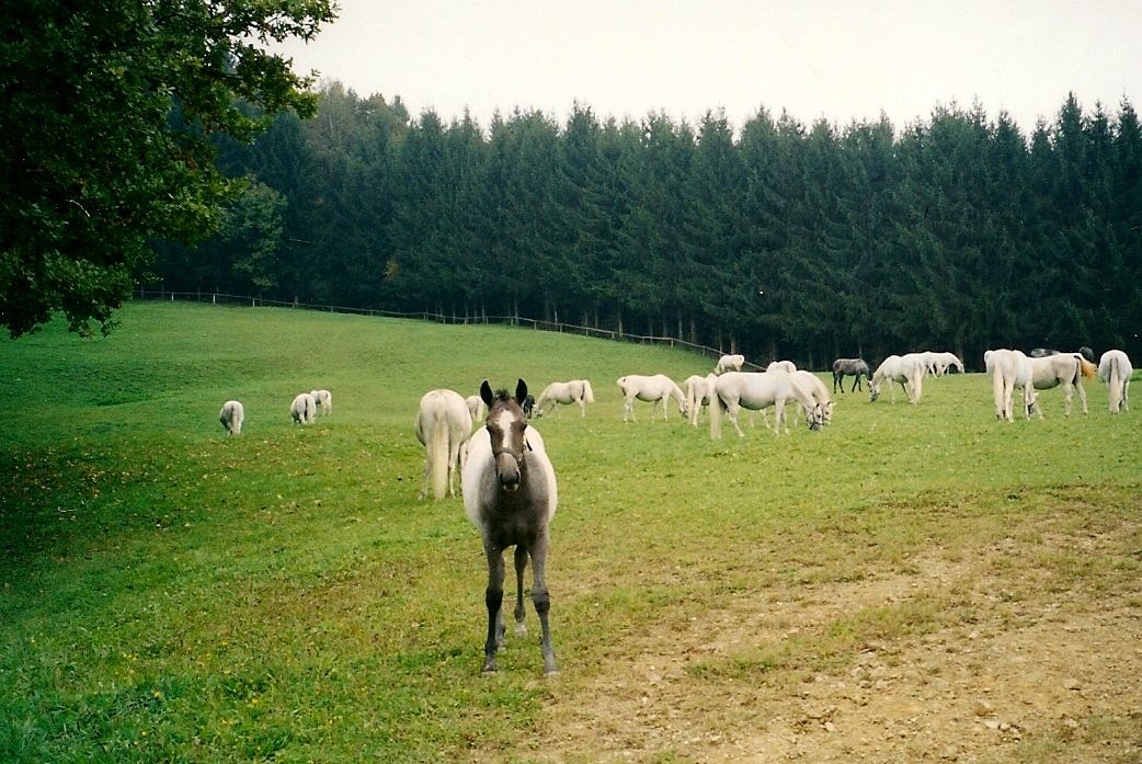 https://mdw-travel-data-us-east-1.s3.amazonaws.com/img/country/Austria/Piber-Stud-Farm/img_05.jpg