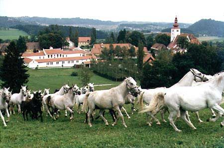 https://mdw-travel-data-us-east-1.s3.amazonaws.com/img/country/Austria/Piber-Stud/img_01.jpg