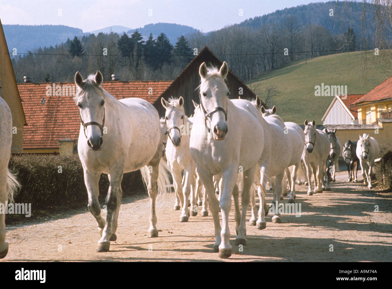 https://mdw-travel-data-us-east-1.s3.amazonaws.com/img/country/Austria/Piber-Stud/img_04.jpg