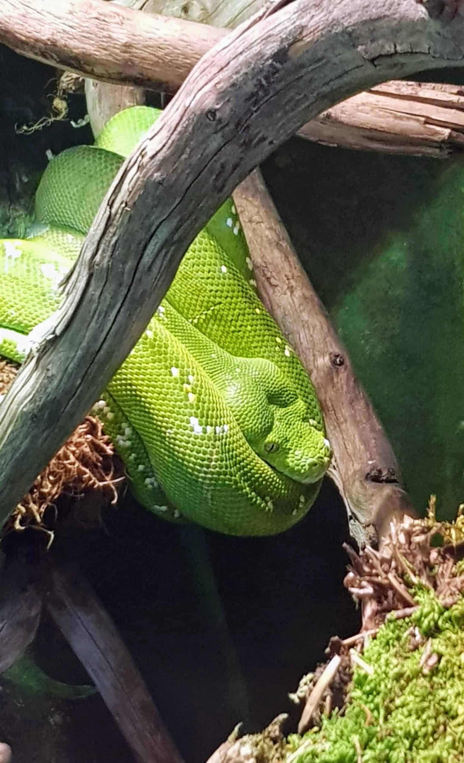 https://mdw-travel-data-us-east-1.s3.amazonaws.com/img/country/Austria/Reptilienzoo-Happ/img_03.jpg