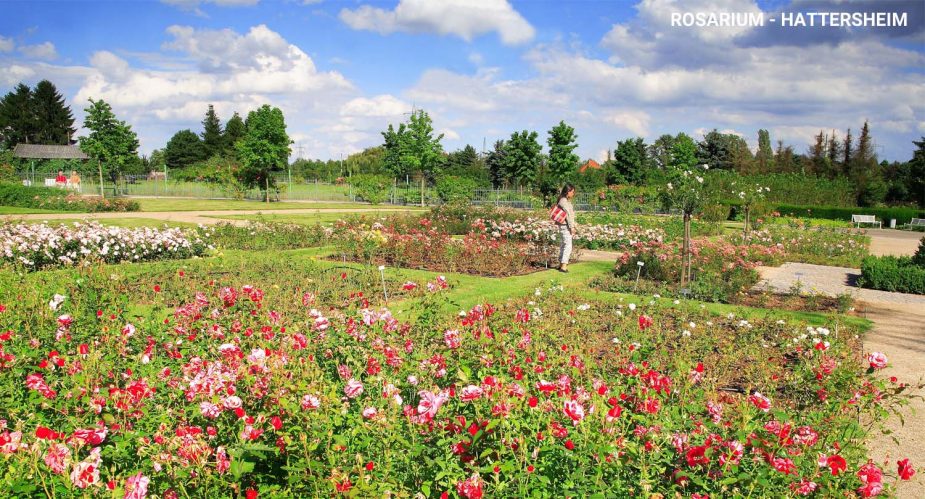 https://mdw-travel-data-us-east-1.s3.amazonaws.com/img/country/Austria/Rosarium/img_01.jpg