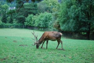https://mdw-travel-data-us-east-1.s3.amazonaws.com/img/country/Austria/Wildpark-Feldkirch/img_01.jpg