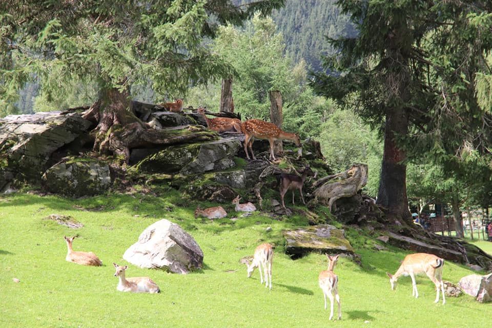 https://mdw-travel-data-us-east-1.s3.amazonaws.com/img/country/Austria/Wildpark-Ferleiten/img_01.jpg