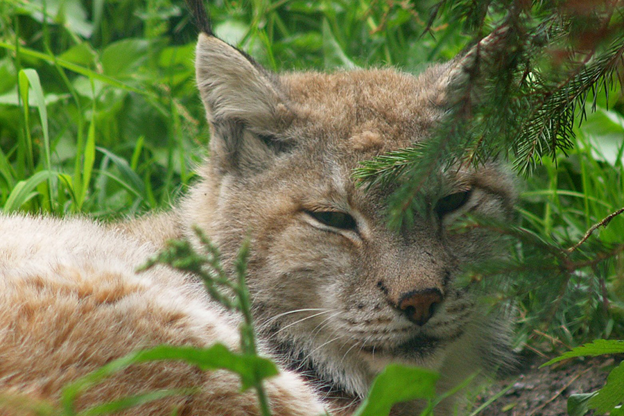https://mdw-travel-data-us-east-1.s3.amazonaws.com/img/country/Austria/Wildpark-Ferleiten/img_03.jpg