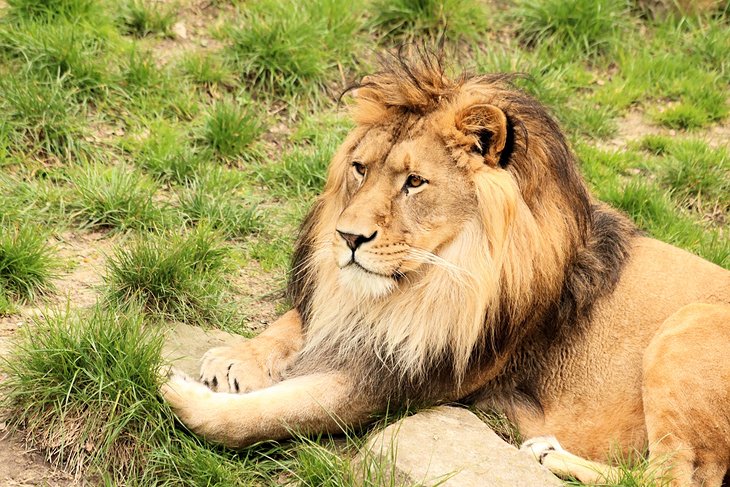 https://mdw-travel-data-us-east-1.s3.amazonaws.com/img/country/Belgium/Antwerp-Zoo/img_03.jpg
