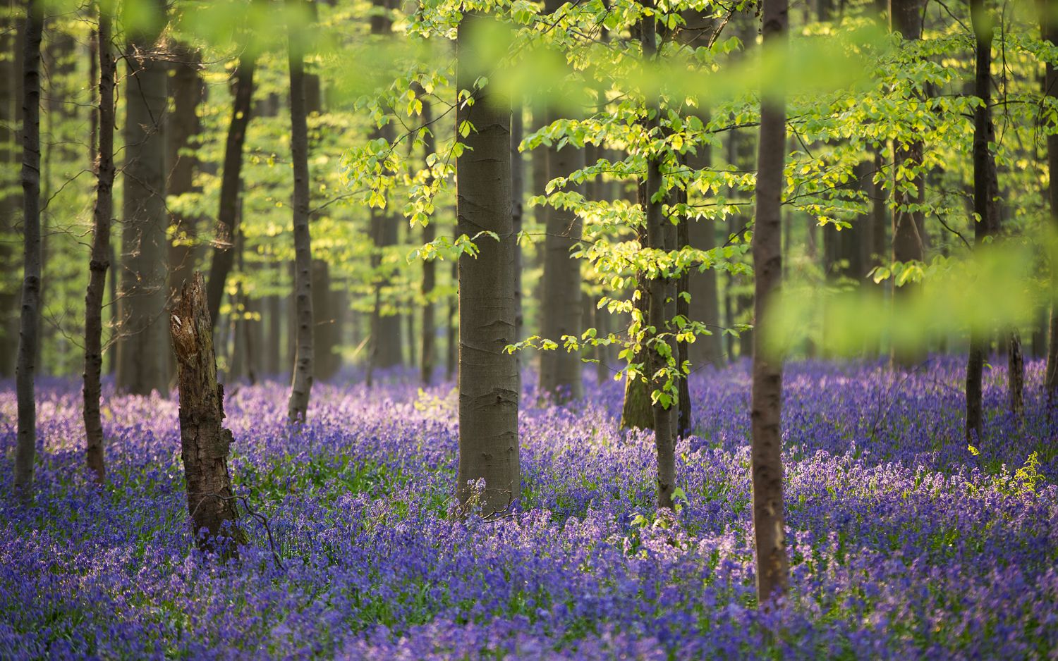 https://mdw-travel-data-us-east-1.s3.amazonaws.com/img/country/Belgium/Hallerbos/img_00.jpg