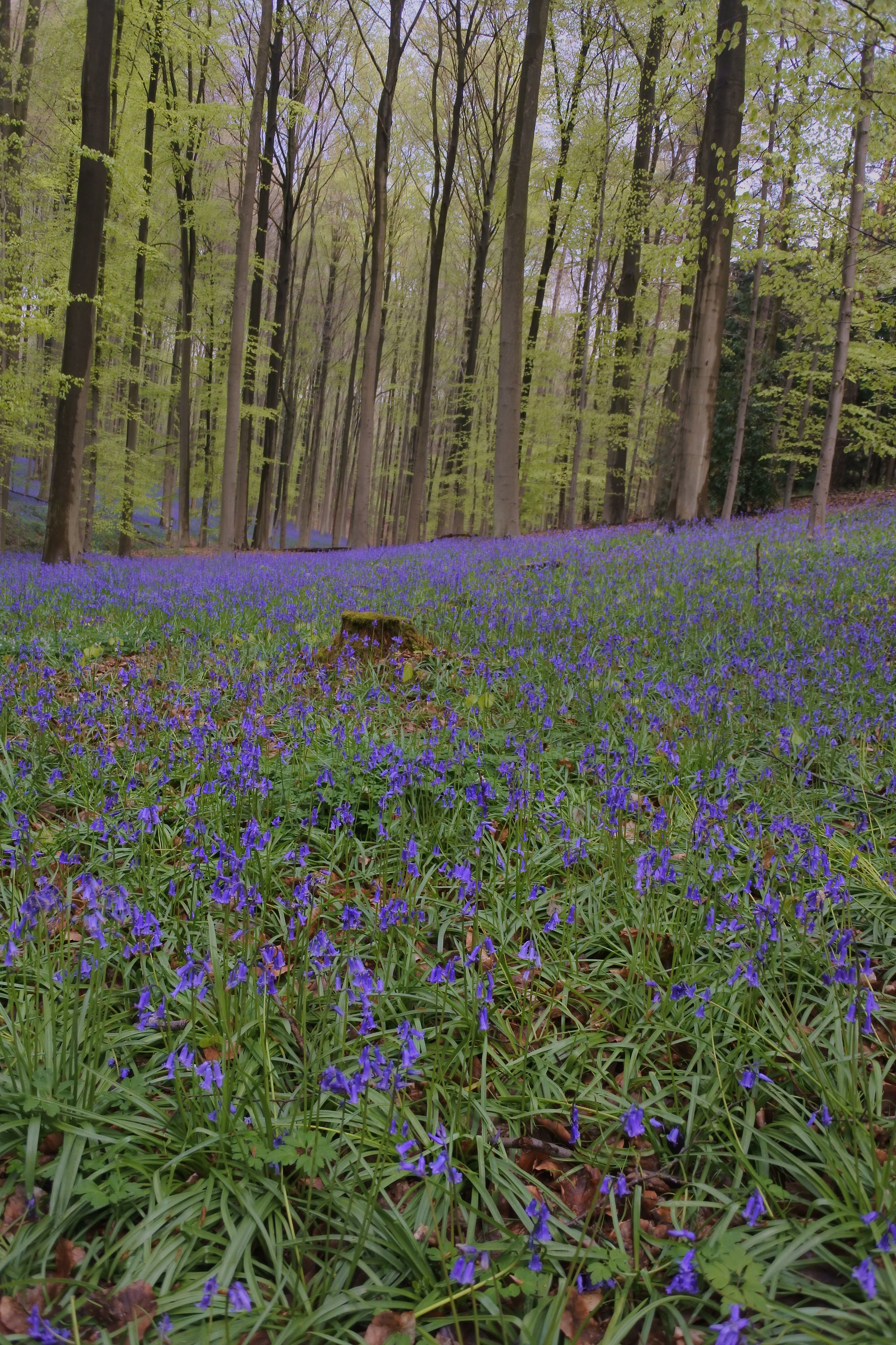 https://mdw-travel-data-us-east-1.s3.amazonaws.com/img/country/Belgium/Hallerbos/img_02.jpg