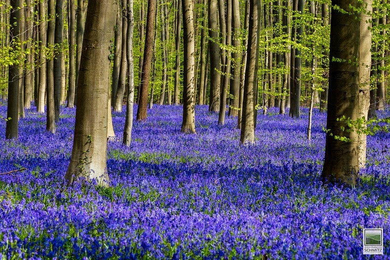 https://mdw-travel-data-us-east-1.s3.amazonaws.com/img/country/Belgium/Hallerbos/img_05.jpg