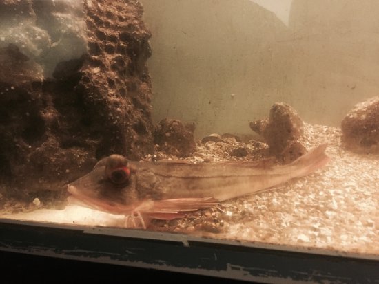 https://mdw-travel-data-us-east-1.s3.amazonaws.com/img/country/Belgium/North-Sea-Aquarium/img_01.jpg