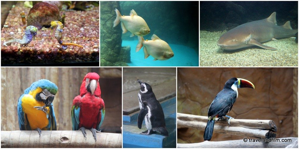 https://mdw-travel-data-us-east-1.s3.amazonaws.com/img/country/Brazil/Aquarium-Natal/img_01.jpg