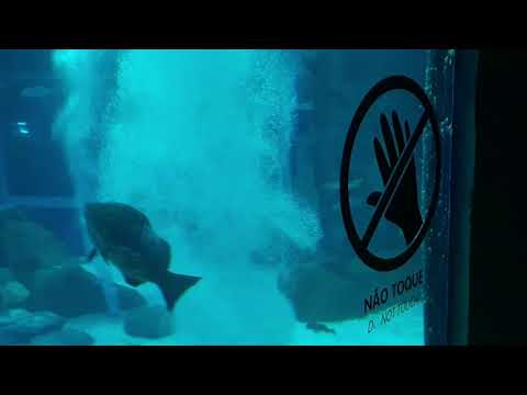 https://mdw-travel-data-us-east-1.s3.amazonaws.com/img/country/Brazil/Aquarium-Natal/img_03.jpg