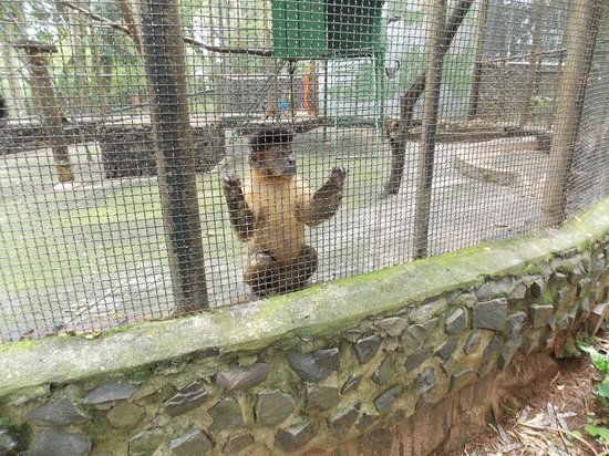 https://mdw-travel-data-us-east-1.s3.amazonaws.com/img/country/Brazil/Bosque-Guarani-Zoo/img_02.jpg