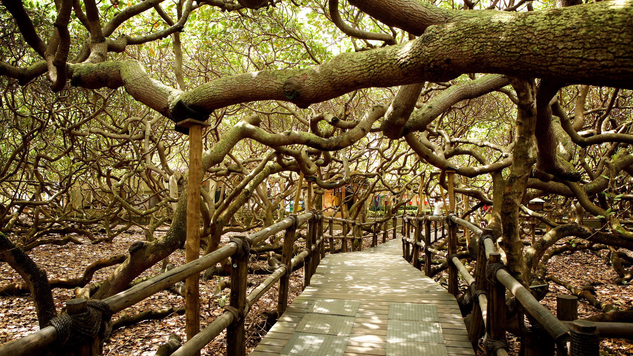 https://mdw-travel-data-us-east-1.s3.amazonaws.com/img/country/Brazil/Cajueiro-de-Pirangi/img_02.jpg