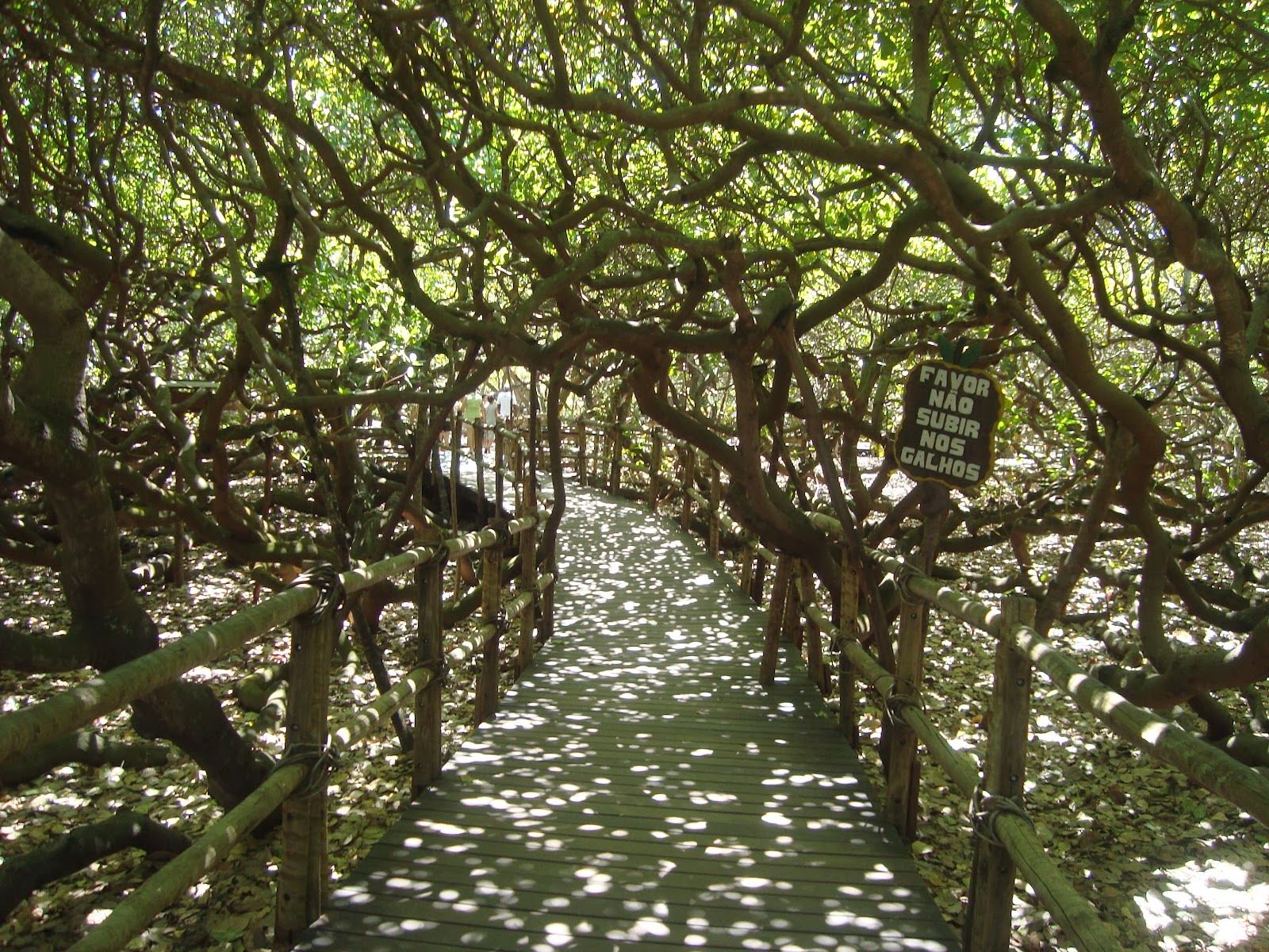 https://mdw-travel-data-us-east-1.s3.amazonaws.com/img/country/Brazil/Pirangi-Cashew-Tree/img_02.jpg