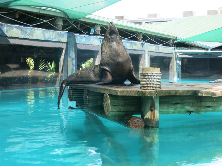 https://mdw-travel-data-us-east-1.s3.amazonaws.com/img/country/Brazil/Sao-Paulo-Aquarium---NOVO/img_01.jpg