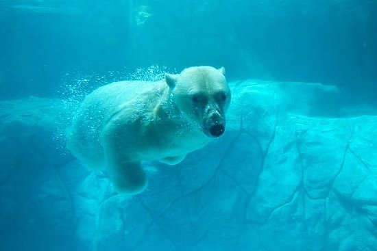 https://mdw-travel-data-us-east-1.s3.amazonaws.com/img/country/Brazil/Sao-Paulo-Aquarium---NOVO/img_02.jpg
