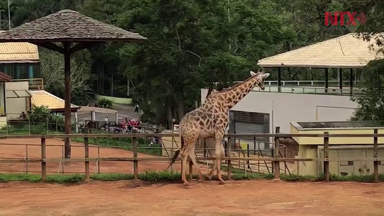 https://mdw-travel-data-us-east-1.s3.amazonaws.com/img/country/Brazil/Sao-Paulo-Zoo/img_01.jpg