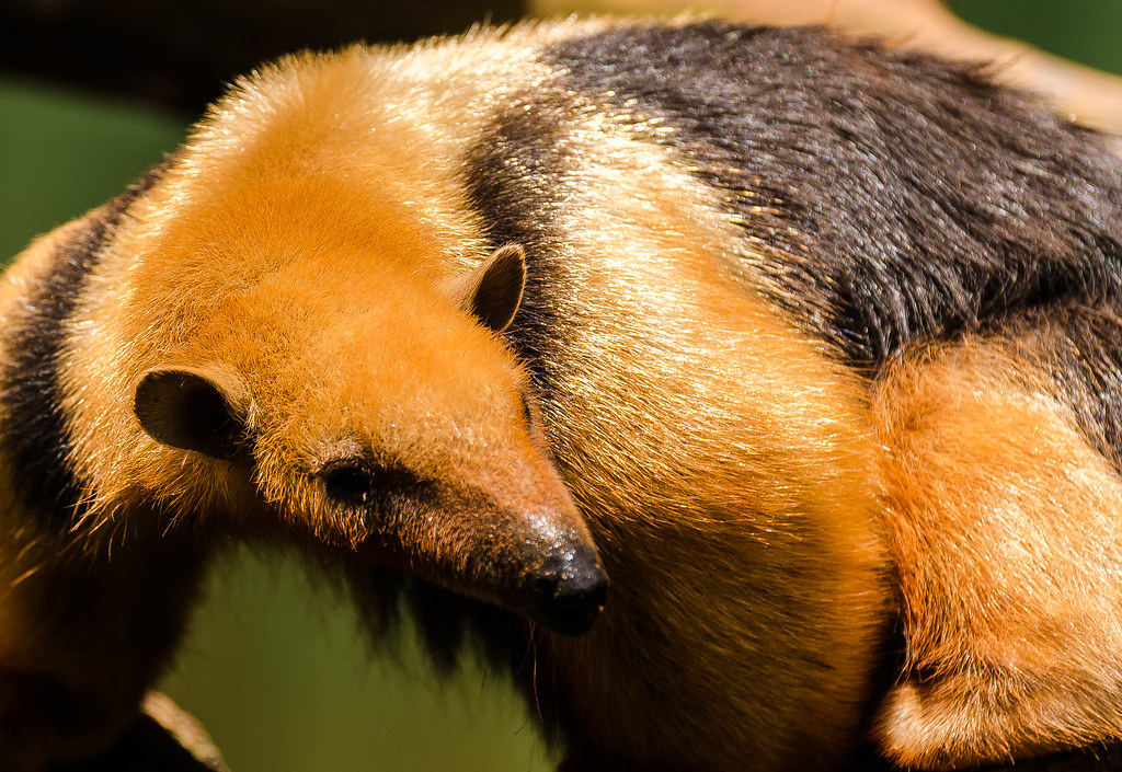 https://mdw-travel-data-us-east-1.s3.amazonaws.com/img/country/Brazil/Sao-Paulo-Zoo/img_02.jpg