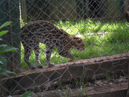 https://mdw-travel-data-us-east-1.s3.amazonaws.com/img/country/Brazil/UFMT-Zoo/img_01.jpg