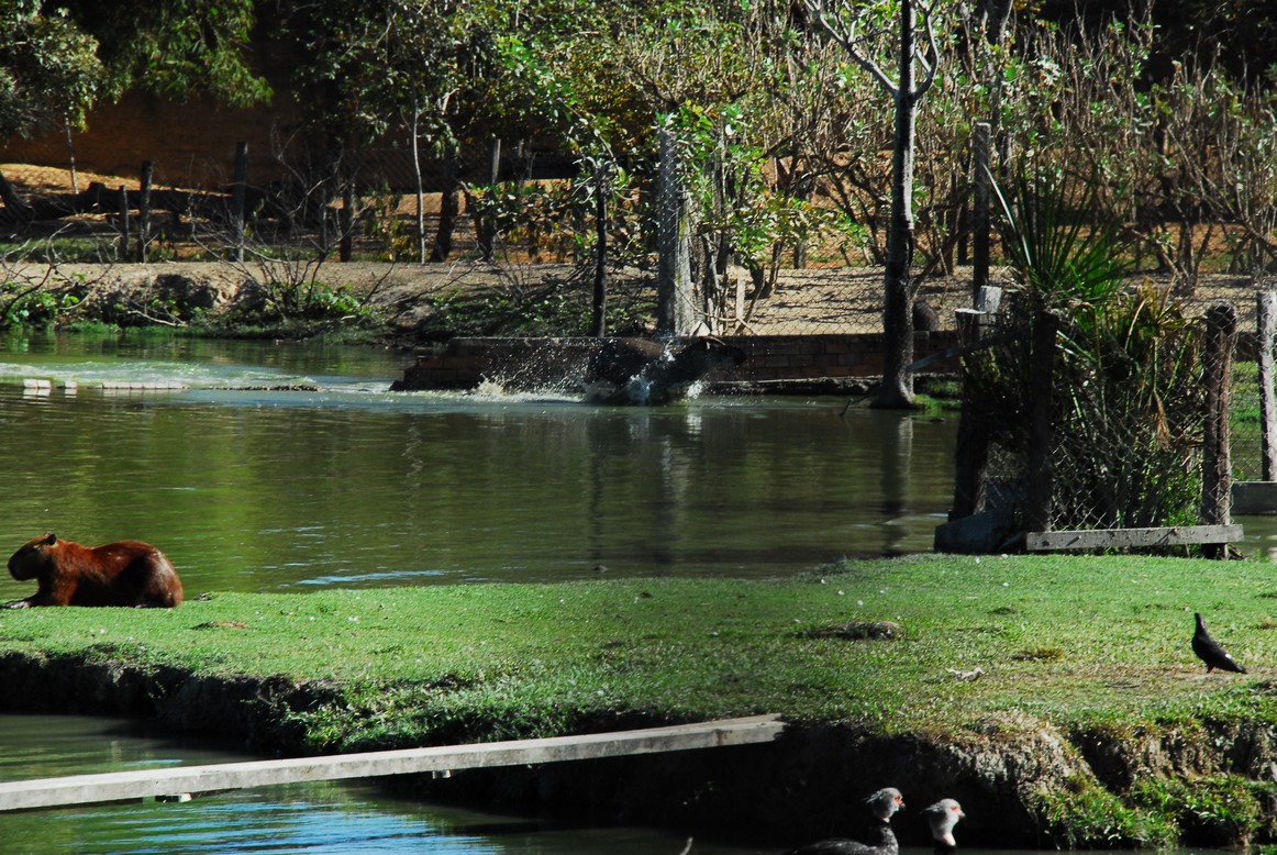 https://mdw-travel-data-us-east-1.s3.amazonaws.com/img/country/Brazil/UFMT-Zoo/img_02.jpg